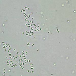 Spores Bacillus