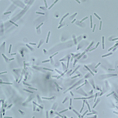 Bacillus (forme végétative)